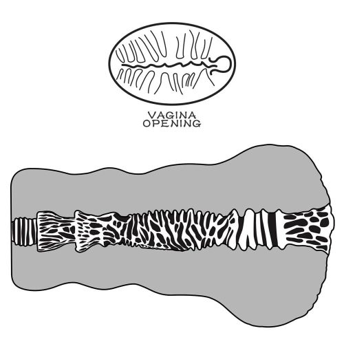 Alien's Pie Masturbator #2_B15O50_3