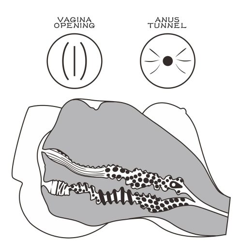 Streetgirls #7 Schwarz